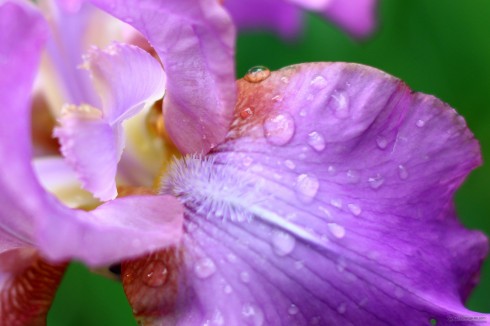 Cuidado de las orquídeas - La humedad Cuidado de las orquídeas