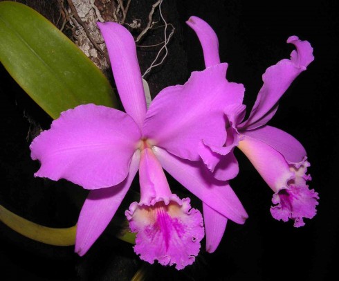 Cuidados de las orquídeas - La luz Cuidados de las orquídeas - La luz