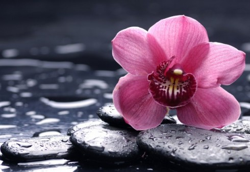 Cuidados para las orquídeas - El agua Orquídea