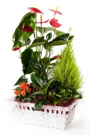 Cesta de plantas con anthurium + regalo