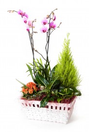 Cesta de plantas con orquidea + regalo