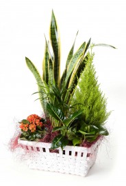 Cesta de plantas con sansevieria + regalo
