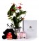 Anthurium y caja regalo plus rosa + peluche_anthurium-+caja-blanca-pequeña-rosa-+osito-y-bombones