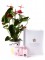 Anthurium y caja regalo plus rosa_anthurium-+caja-blanca-pequeña-rosa