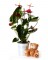 Planta anthurium + peluche variado_anthurium-17-cm-con-peluche-variado