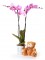 Planta orquidea de 2 varas + peluche variado_orquidea-2-varas-con-peluche-variado