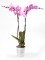 Planta orquidea de 2 varas_orquidea-2-varas